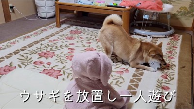 赤ちゃんの目の前でぬいぐるみを咥える犬