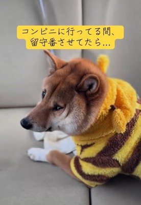 コンビニから戻った飼い主さん