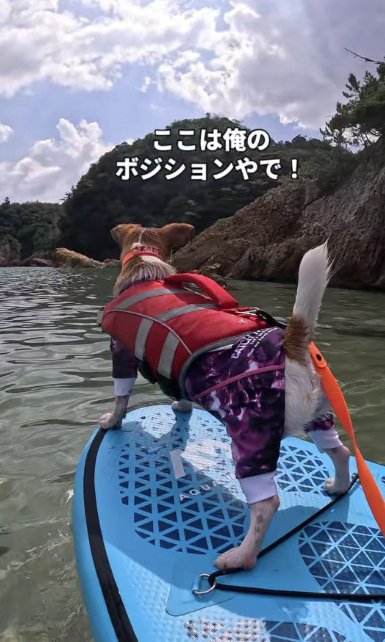 サップボードに乗るジャックラッセルテリア