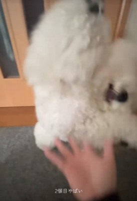 前足を高く上げる犬