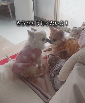 2匹の犬