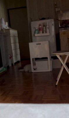 隙間に顔を突っ込む小型犬