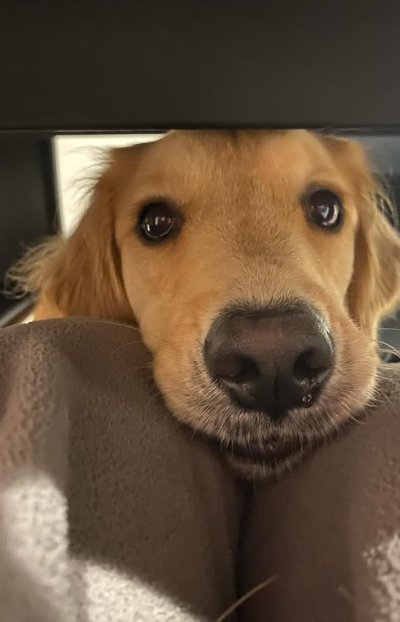 ご飯をねだる大型犬