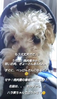 名前は「ハラ美」ちゃん