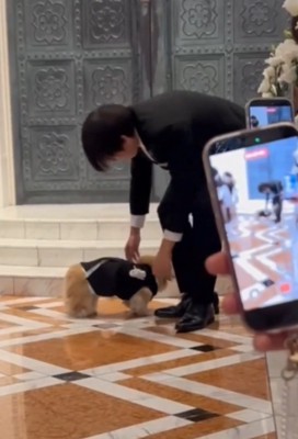 戻ろうとする犬