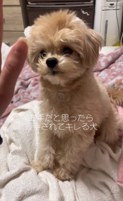 目の前で手を振る飼い主さん