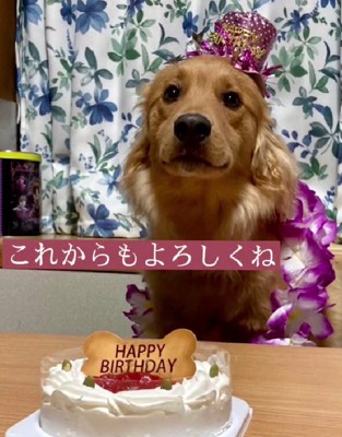 正真正銘の大型犬に成長