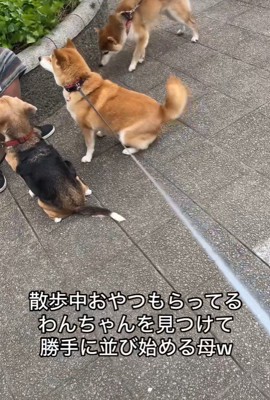 おやつをもらうワンコとポポちゃん5