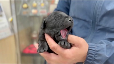 あくびをする子犬