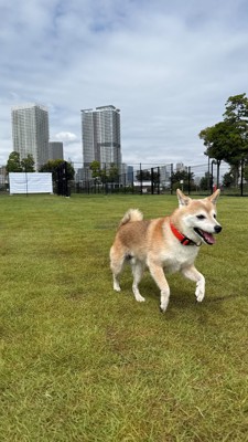 お外で元気いっぱいのおまめちゃん