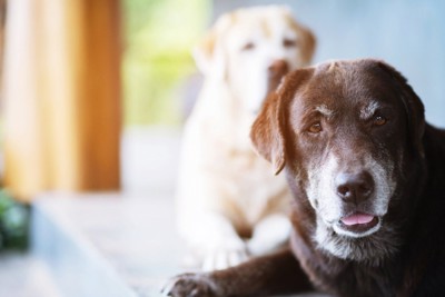 2頭の老犬