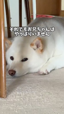 テーブルの下で伏せる犬