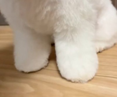 綿が詰まってる