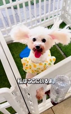 柵の中でジャンプする犬