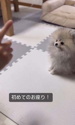 しらすちゃんのおすわり