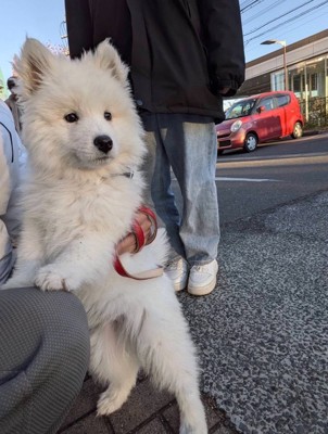 お散歩デビュー