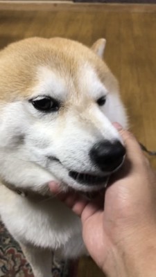 撫でられる犬