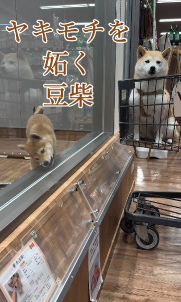 ペットショップを訪れたら…