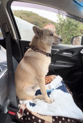 助手席で正面を見つめる犬