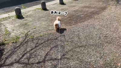 パパさんを発見