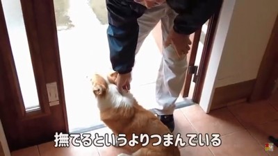 はなちゃんをなでるおじいちゃん