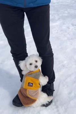 飼い主の足元で正面を見ている犬