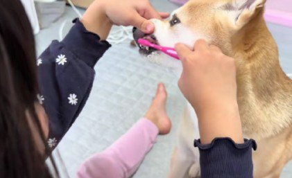 歯磨きは娘さんの仕事！