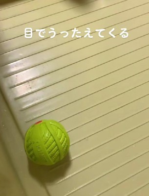 ボールが転がってる！？
