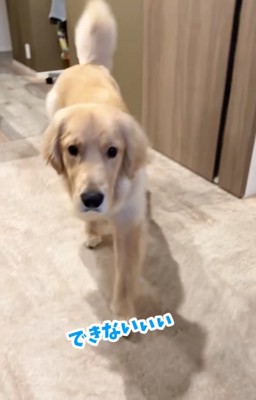 戻ってくる大型犬