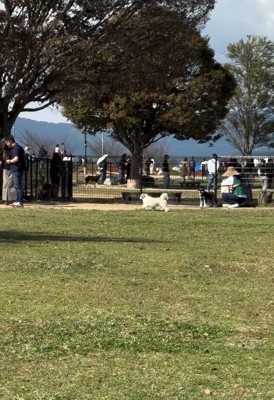 違う人に駆け寄るピコちゃん