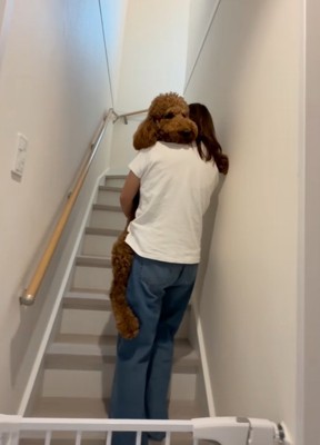 申し訳なさそうに抱っこされる大型犬