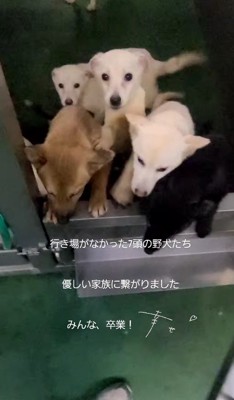 野犬7匹の保護