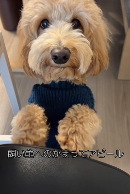 アルくんの構ってアピール