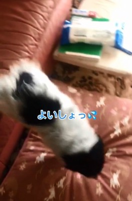 クッションを使うちーちゃん