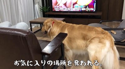 飼い主を見る犬