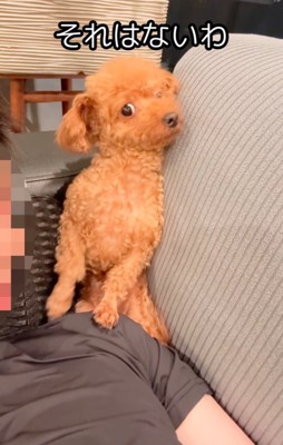 ソファの隅に体を小さくする犬