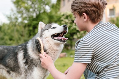ブラッシングをするハスキー犬