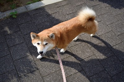 見上げながら歩く柴犬