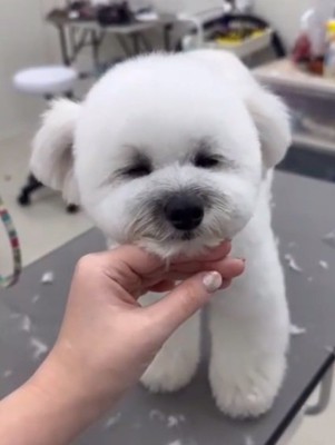 ウトウトするぽんずくん