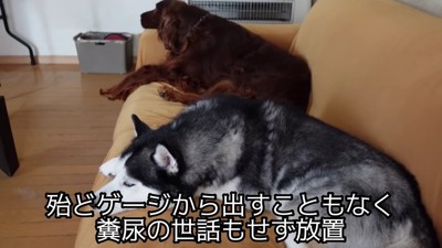 ネグレクトされていた