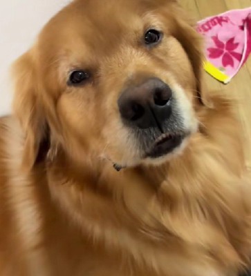 「もう叱らないで…」