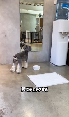 トリミング後のなぎちゃん7