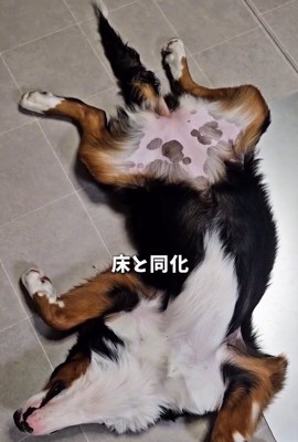 床と同化する都ちゃん