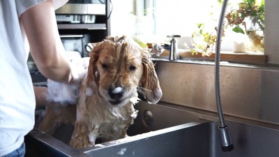 るこる君の初シャンプー7