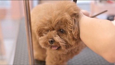 爪ヤスリをかけられる犬