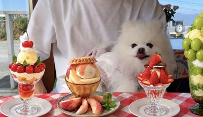テーブルに並べられたフルーツパフェを眺める犬