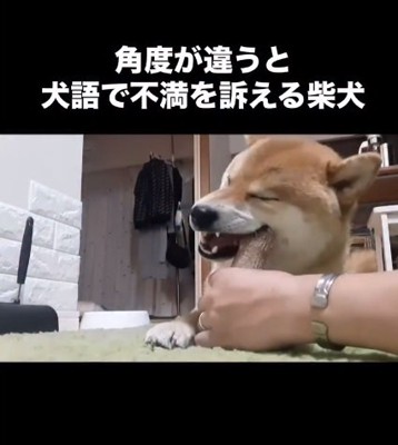 おもちゃで遊ぶこむぎくん