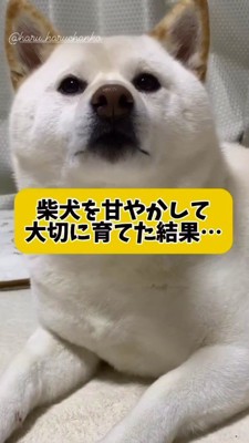 カメラを見つめる犬