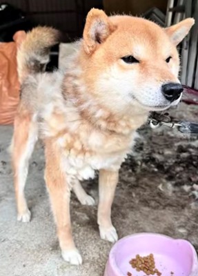 毛が抜けた体で立ち上がる犬とエサ皿