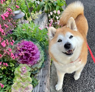 可愛すぎる